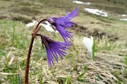 69 Soldanella alpina